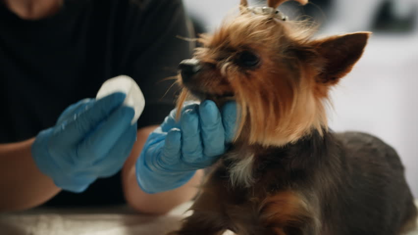Veterinarian specialist holding small dog and applying eye drops and vitamins medicine, Yorkshire Terrier dog vet treatment, dog treated at home, dripping drops supplements.