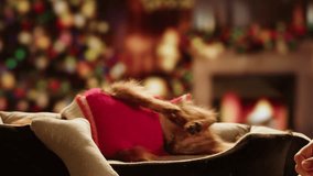 Christmas dog, Cute Yorkshire Terrier in red outfit poses on wooden stool beside decorated Christmas tree, Perfect for New Year, winter holidays - Powered by Shutterstock - Get 15% off with code: PIKWIZARD15