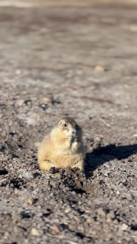 Prairie Dog Sitting Upright on Haunches and Eating in the Badlands, South Dakota