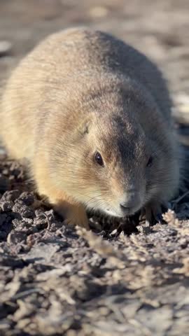 Extreme Close-Up of Prairie Dog Eating and Staying Alert in the Badlands, South Dakota