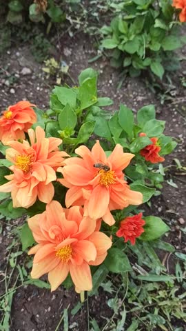 Close up of beautiful salmon dahlia of the 