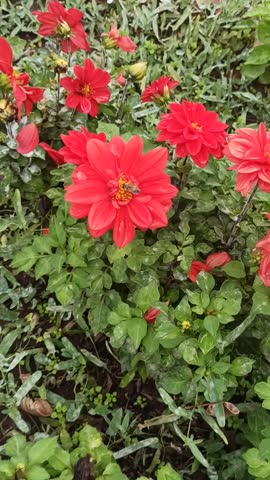 Beautiful red dahlia flower close-up. Elegant display of red Dahlia Pinnata flower in the garden. Family Asteraceae. Common name garden dahlia, sunflower, daisy, chrysanthemum, zinnia.
