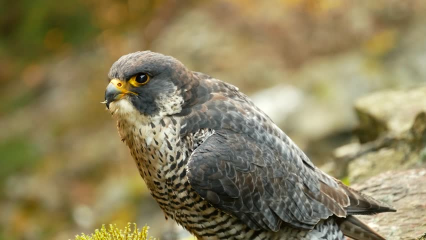 Peregrine falcon bird Falco peregrinus predator, endangered species in the wild nature rocky rocks mountain passerine small. Beautiful feathers beak detail close-up excellent eyesight eyes. Europe