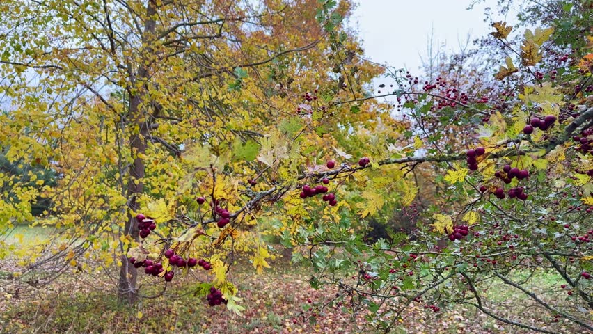 Golden autumn landscape with trees and clouds