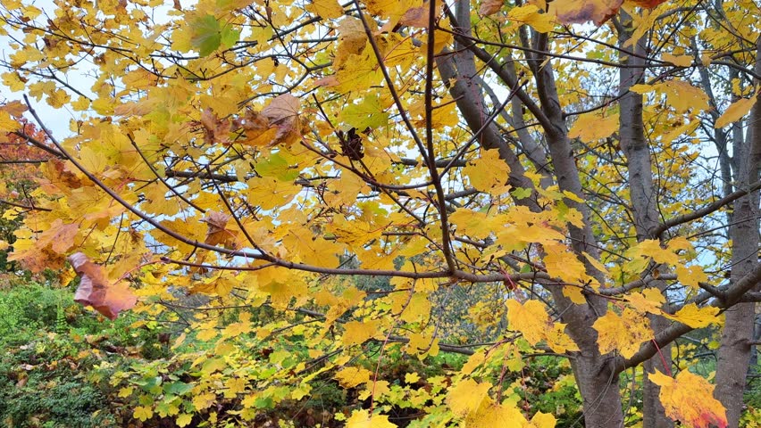 Golden autumn landscape with trees and clouds