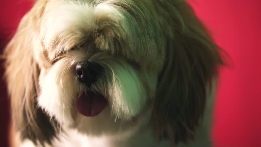 A shih tzu dog with a tounge sticking out.