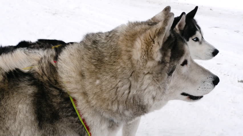 Two siberian husky dogs standing on snowy path in winter.