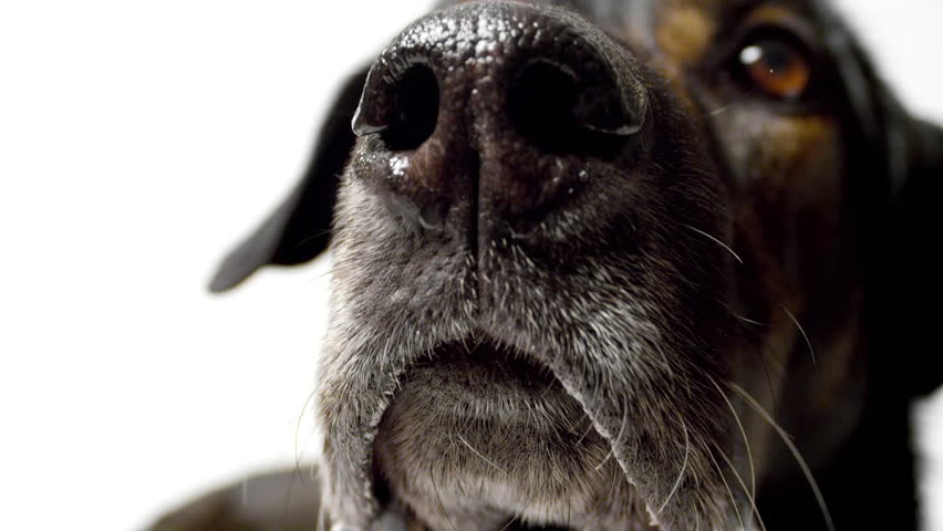 A close up portrait of a brown dog.
