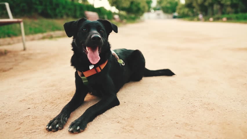 A tired black dog lying down on a path in a park and panting.