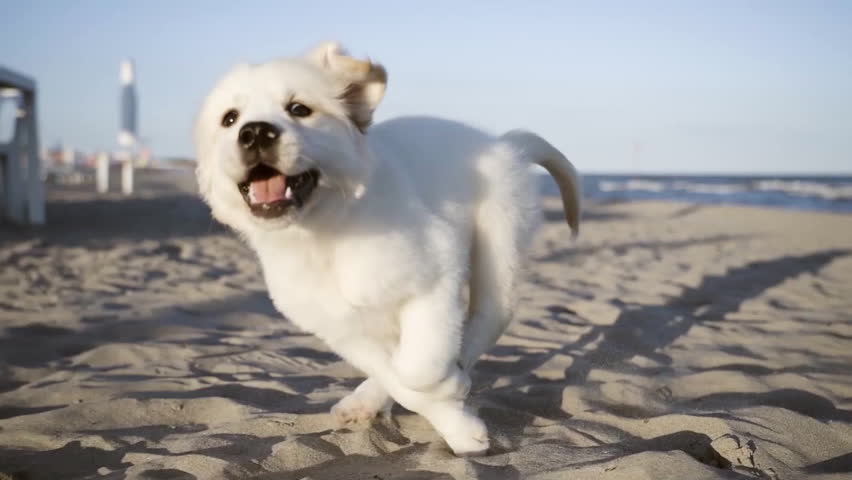 A happy white puppy running on a sandy beach, slow motion.