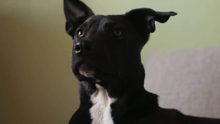 A black dog lookig around curiously.