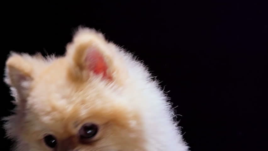 A cream colored pomeranian dog looking at camera.