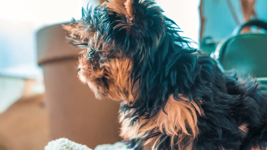 Adorable Yorkshire Terrier sitting at home next to flower pot.