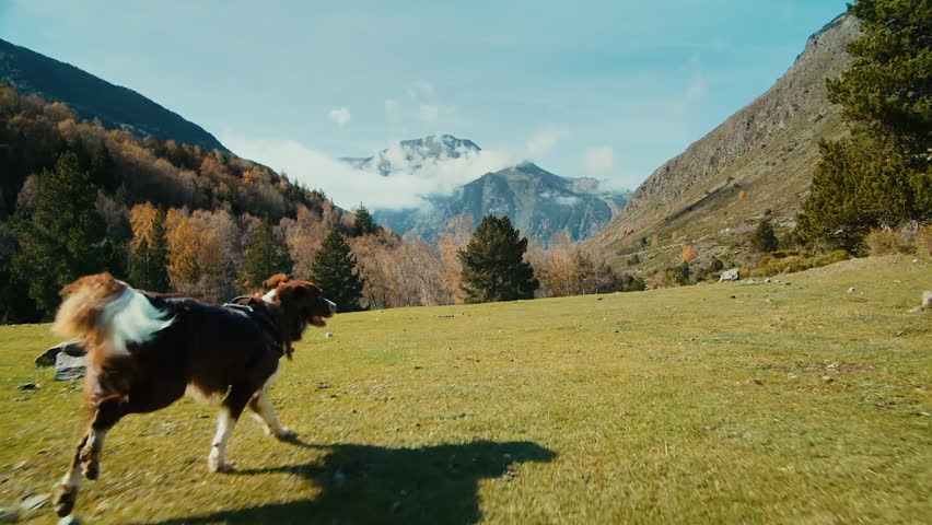 Brown and white border collie running in mountains in autumn, slow motion.
