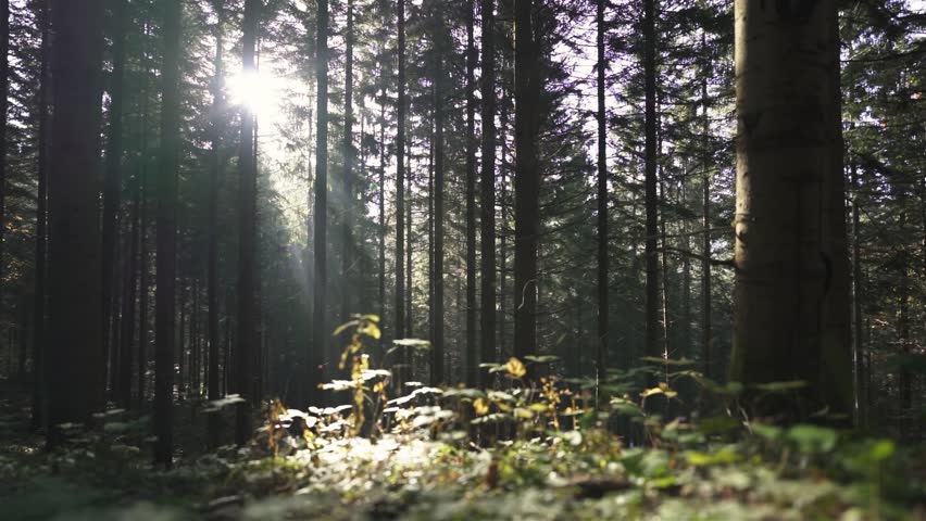 Magical Sunlight Beams Shining Through Forest Trees in Peaceful Nature