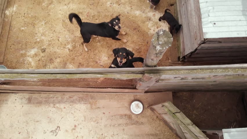 Various dogs in a shelter.