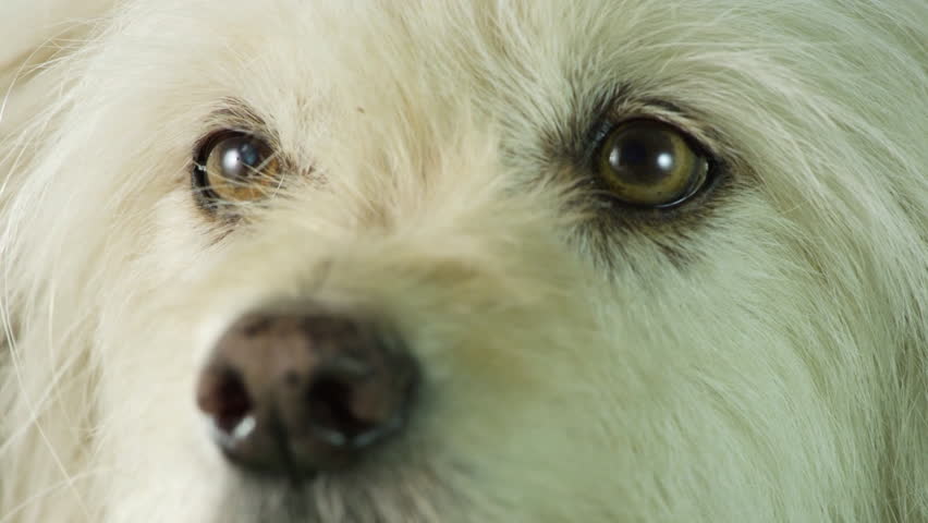 Close up of a white dog with long hair.