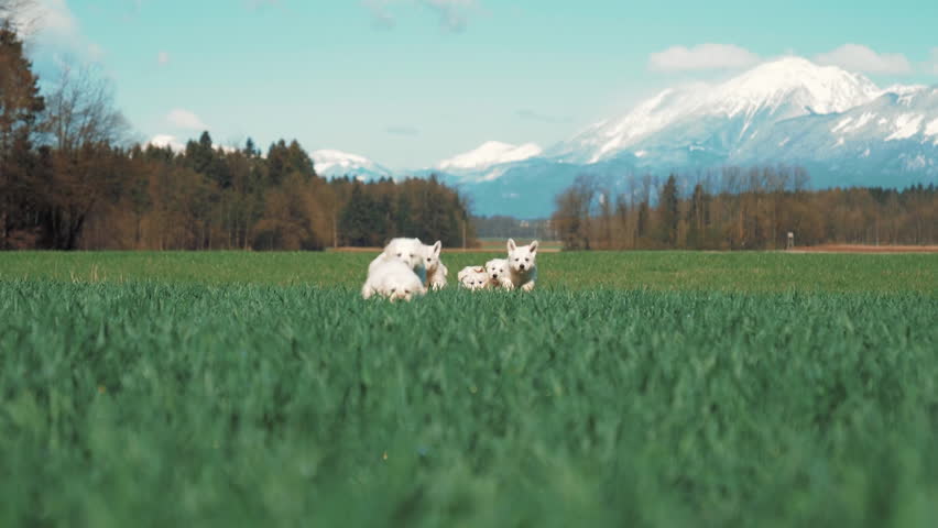 A group of white fluffy puppies running in a grassy field with mountains in bacground, slow motion.