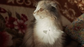 Gray and white longhair cat sitting and looking around. - Powered by Shutterstock - Get 15% off with code: PIKWIZARD15