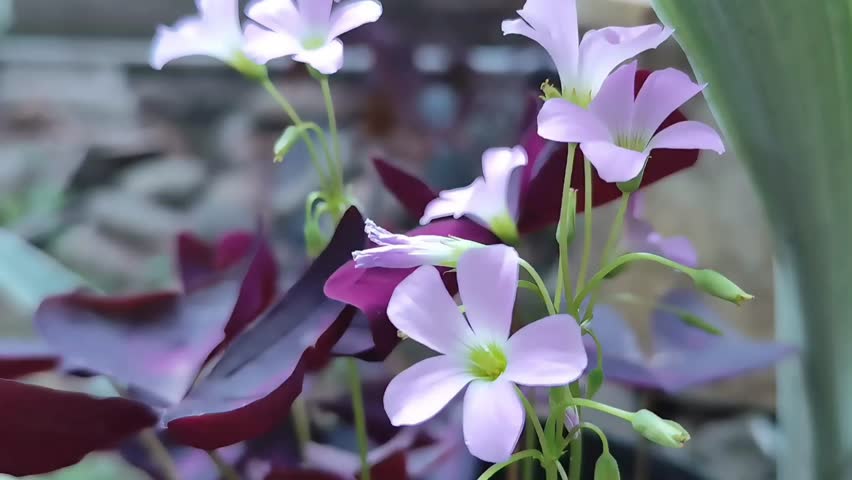 A beautiful close-up shot featuring Oxalis triangularis (often called Purple Shamrock or False Shamrock), focusing on its deep purple leaves and small pale pink to lavender flowers.