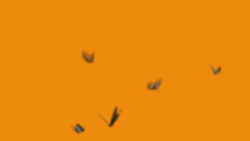 black butterfly flying on orange background