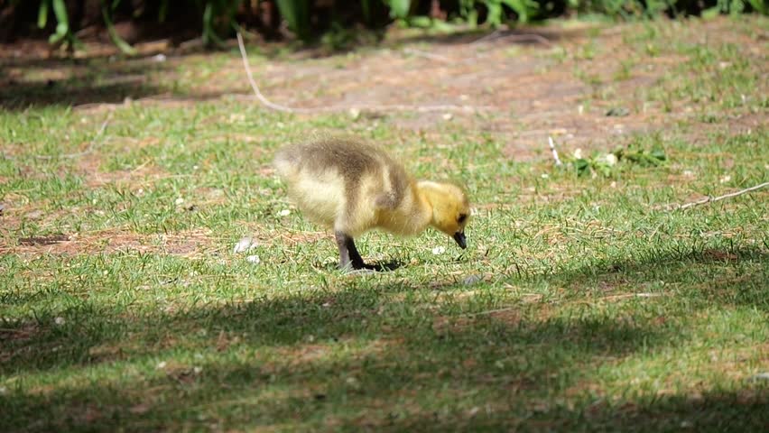 A close-up slow motion shot (300fps) of an adorable, fluffy baby Canada goose (gosling) standing in place and nibbling on short green grass in a field.