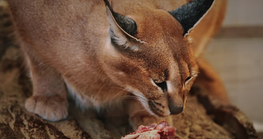 The caracal