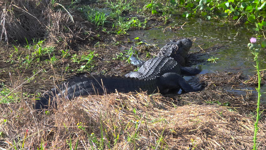 Florida wetland scene with American alligator partially submerged in shallow water among reeds and plants.