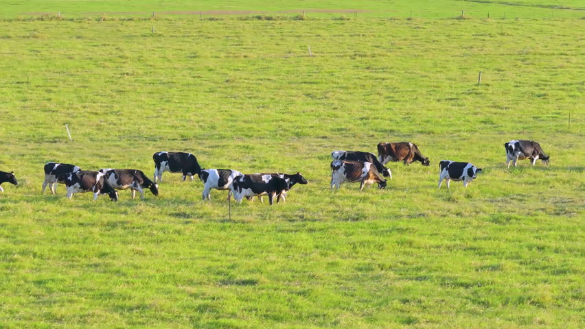 Herd of dairy cattle grazing in pasture field. Milk cows on green farm grassland in Florida