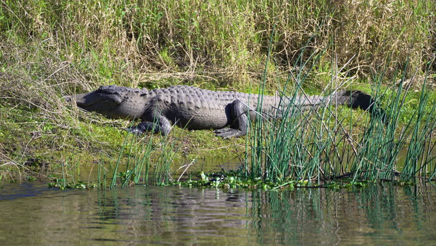 Wild alligator reptile predator resting near swamp water in natural habitat, Florida wetland ecosystem.