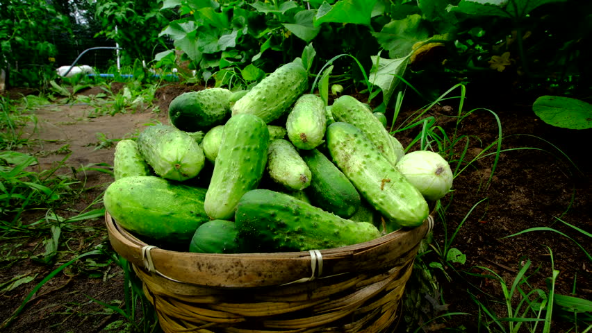 Close up of nicely grown gherkins collected into wicker basket and moving camera toward blooming plants and then away revealing its vines climbing or tangling to arch shaped trellis