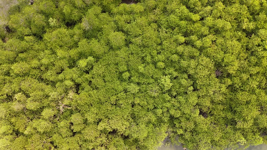 Aerial view of lush mangrove forests in tropical coastal areas showing dense green canopies thriving in salty and brackish intertidal waters	