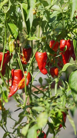 Red bell peppers growing in a leafy and sunny garden
