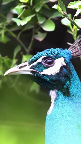 A stunning macro shot captures the vibrant blue and green head of a peacock. The bird
