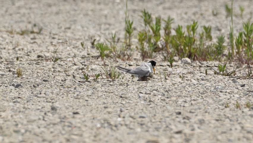 little tern is nesting in a seashore