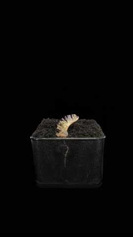 Time lapse of growing Maple plant from a seed, vertical orientation