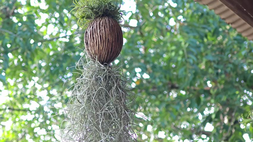 Spanish moss or Tillandsia usneoides