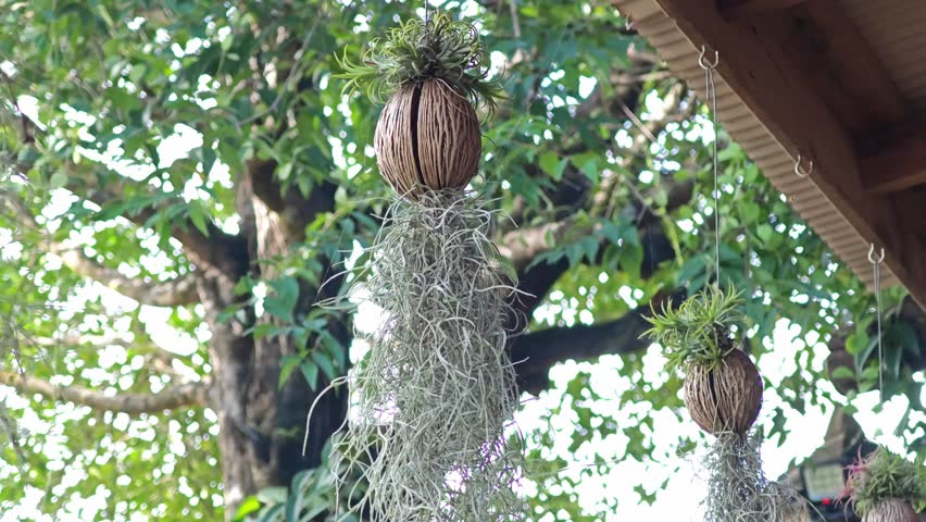 Spanish moss or Tillandsia usneoides