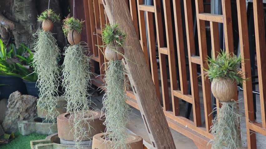 Spanish moss or Tillandsia usneoides