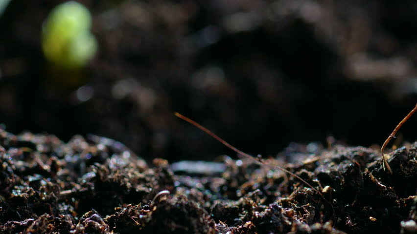 Germination of a plant sprout from the ground timelapse. The birth of plant life, growing crops.