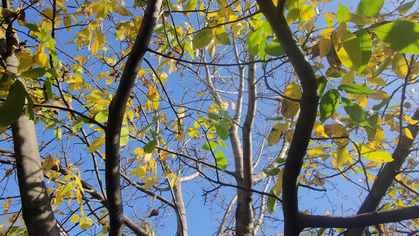 Autumn beautiful yellowed trees and sun in October