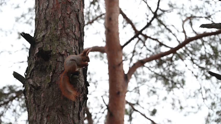 Wild red squirrel sits on a pine branch holding and eating a nut, surrounded by green needles, daylight, natural forest background, no people.