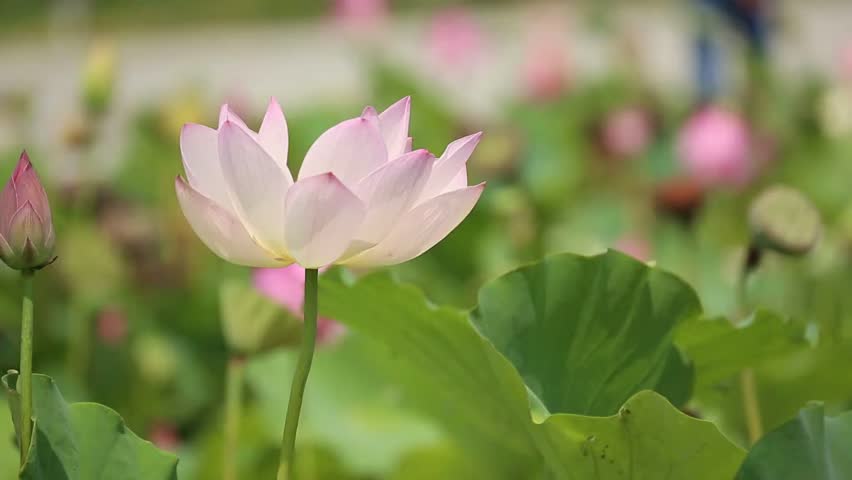 Flower Lotus pink flower with green leaves blur Background 