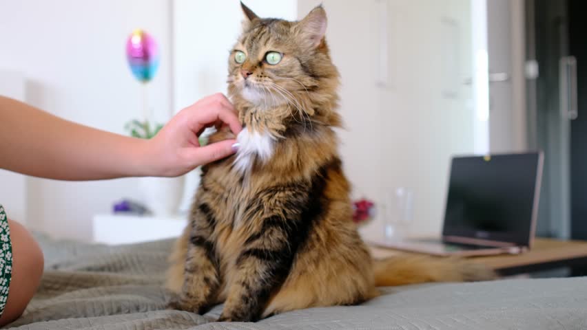 cat on bed in bright bedroom. Affectionate, calm atmosphere, soft light, quiet companionship between human and pet tender daily moment full of warmth.
