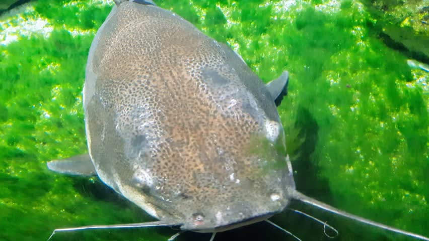 An extreme close-up of a Redtail Catfish (Phractocephalus hemioliopterus), showcasing its distinctive red tail and speckled body as it glides effortlessly through the water.