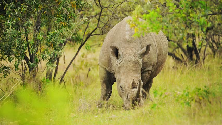 A powerful rhinoceros stands tall in the African bush, captured during a wildlife safari, showcasing the raw beauty and endangered status of this iconic species.