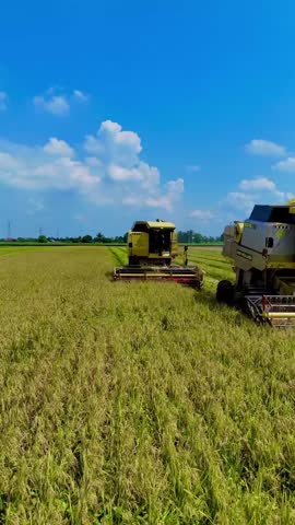 Malaysia – 1 November 2025
Rice tractor from front view working in a green paddy field under sunlight.
