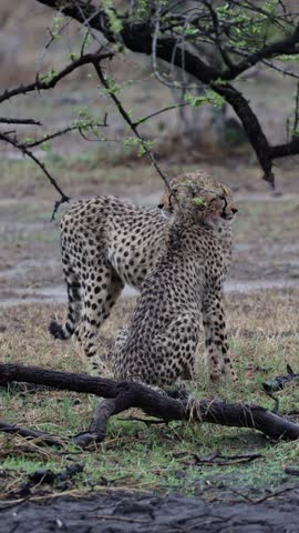 Vertical video, cheetah sub-adult cubs grooming each other.