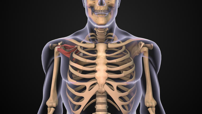 Rotator cuff muscles anatomy in human shoulder joint