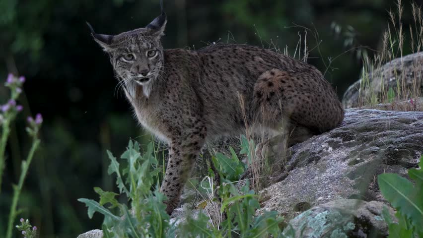 Rare Iberian Lynx Portrait on Rocky Outcrop at Dusk